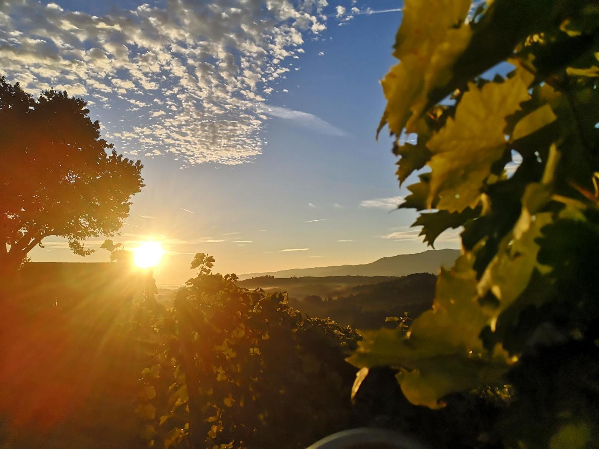 Peiserhof Ferien.Wein.Gut Suedsteiermark Villa Wies Eksteriør billede